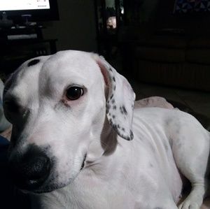 Meet your Posher, Linda